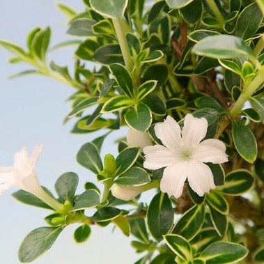 SnowRoseVariegated Serissajaponi.jpg