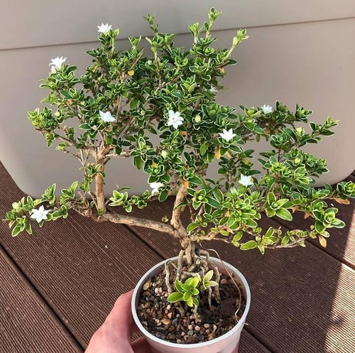 81KEPzStxVL. AC UF1000,1000 QL80.jpg