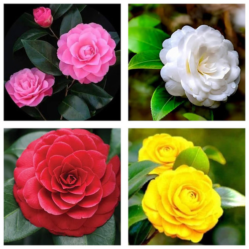 6199ggDmGRL. SL1080 .jpg