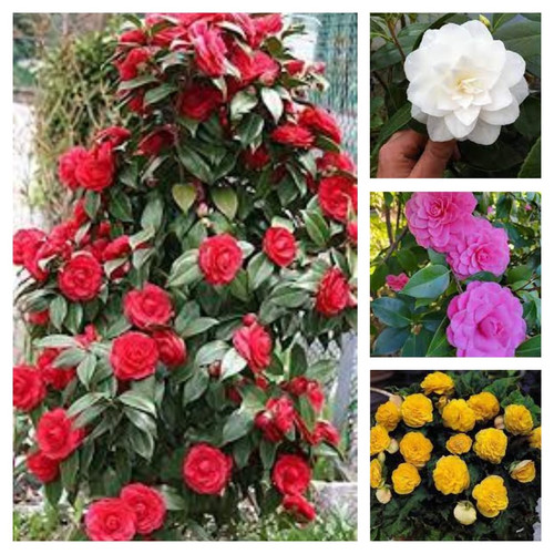 710ghFJrR9L. SL1080 .jpg