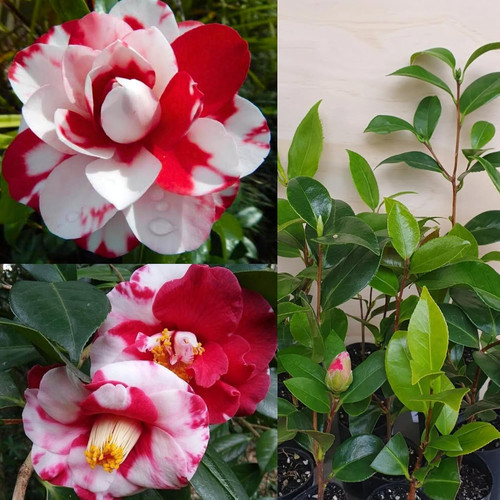 81lBi6KcdbL. SL1500 .jpg