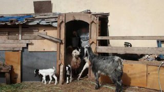 القناة 12 العبرية: جنود من لواء الجولان في الجيش الإسرائيلي سرقوا قطيعًا يضم 250 رأسًا من الماعز من داخل الأراضي السورية، ونقلوه إلى مزارع في مستوطنات...