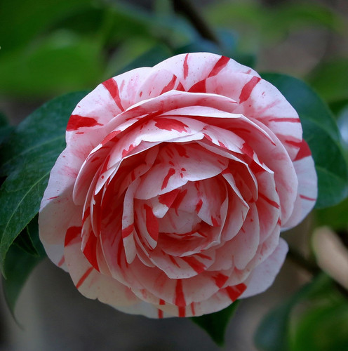 camellia 7170469 1920.jpg