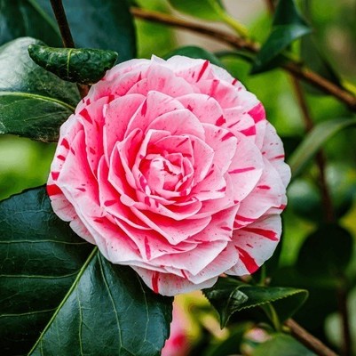 pink white camellia japonica lav.jpg
