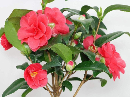 live camellia flower plant in po.jpg
