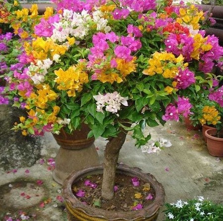 no perennial yes bu01 1 rainbow.jpg