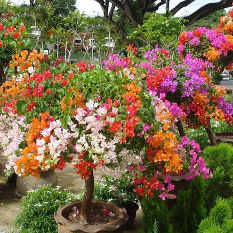 no perennial yes bougainvillea t.jpg