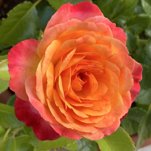 G sq 7vaUAAbIXX?format=jpg.jpg