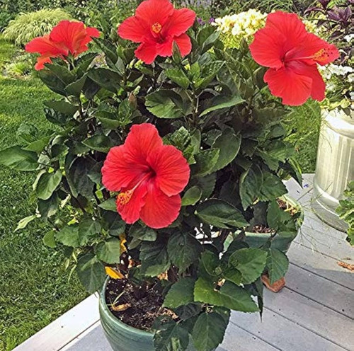 61qX o5199L. AC UF1000,1000 QL80.jpg