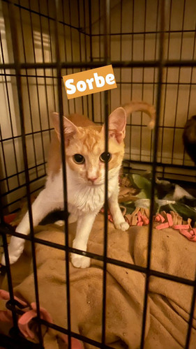 G wYRZHbQAUpj6s?format=jpg.jpg