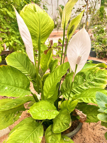 G ra5wAbQAMIJVP?format=jpg.jpg