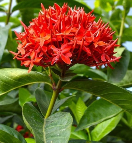 619t JjwfBL. AC UF1000,1000 QL80.jpg