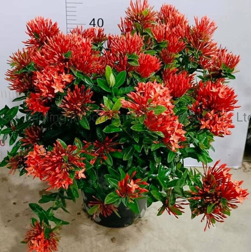 81Jm QOhCyL. AC UF1000,1000 QL80.jpg