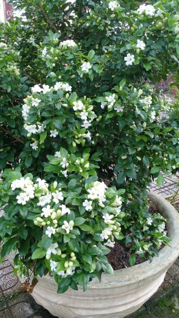 yes perennial no live plant indo (1).jpg