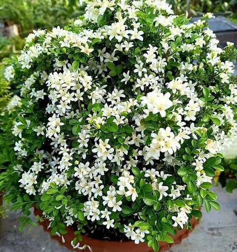 yes perennial no live plant indo.jpg