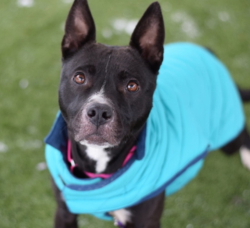 G eWAFJacAA9ilI?format=png.png