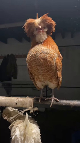 rL j0E6nwDTLG H8.jpg