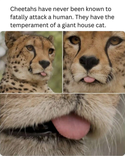 615423797 1292797892892092 4195041326565262489 n.jpg