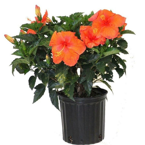 paryavaraan english hibiscus ora.jpg