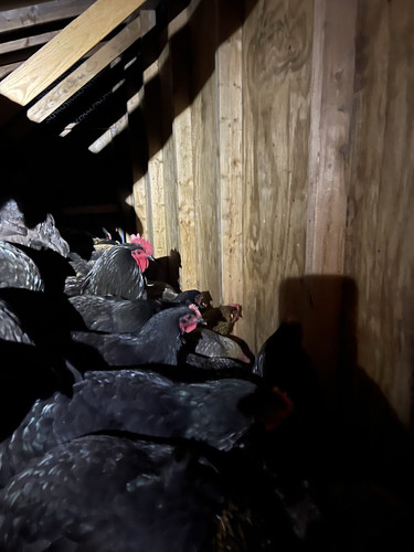 G vvNUMWEAA91nF?format=jpg.jpg