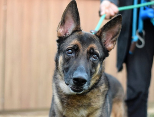 G kwVwjbsAAfQsm?format=jpg.jpg