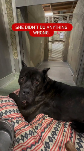 kcsUKQkNd7 lkss6.jpg