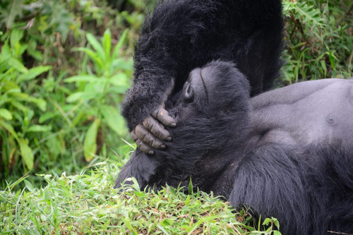 Bwindi Gorilla trekking.jpg