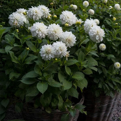 nurserylive dahlia white plant.jpg