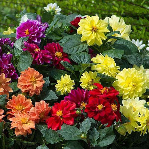 nurserylive seeds dahlia figaro mixed color flower seeds 16968814133388.jpg