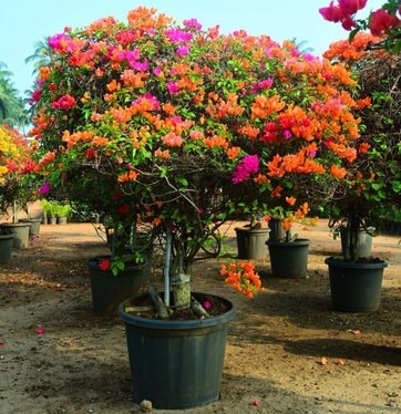 no annual no multi grafted bouga.jpg