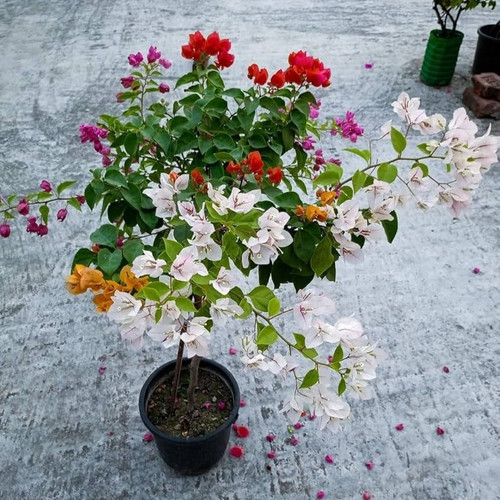 71lSOpGwnmL. AC UF1000,1000 QL80.jpg