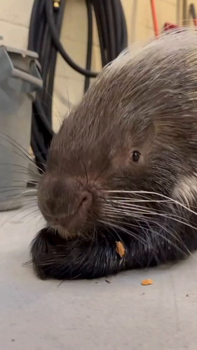 Zxr9k0X6 RH5ZCmA.jpg