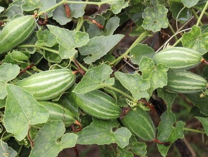 60 pointed gourd parwal potol ka.jpg