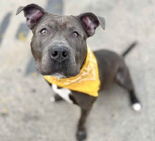 G kLNBRWQAAL1Ij?format=jpg.jpg