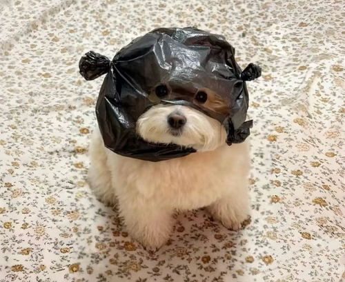 Image 1768583574441.png