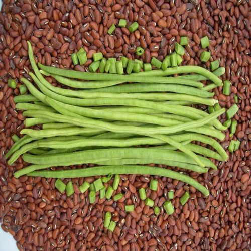 20 cowpeas seeds long green bean.jpg