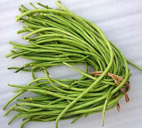 50 cowpea borboti seed plantn or.jpg