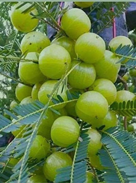 perennial no yes amla amlaki ind.jpg