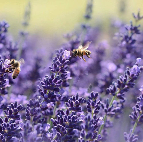 G s eBJXMAAccML?format=jpg.jpg