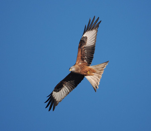 G xHdJybQAMRDFE?format=jpg.jpg