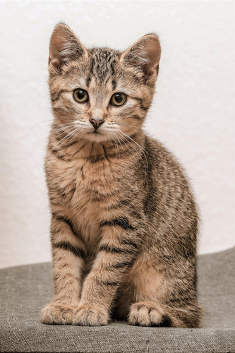 cat 1768566247 7537598.jpg