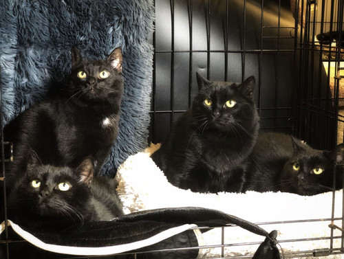 G tvqEpXIAAqKQp?format=jpg.jpg