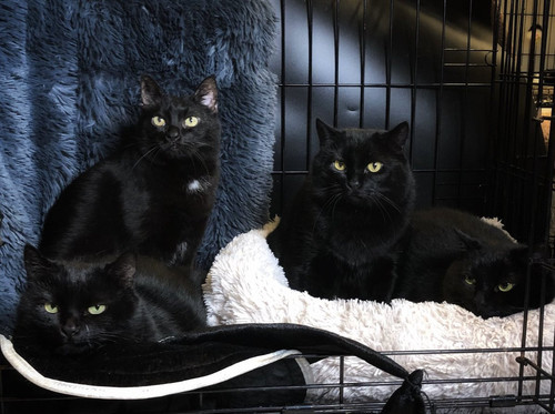 G tvqEnW4AAt5Ot?format=jpg.jpg