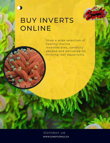 Buy Inverts Online Healthy Marine Invertebrates for Reef Aquariums.jpg