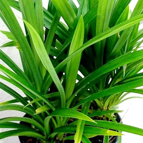 61F ImKOo8L. AC UF1000,1000 QL80.jpg