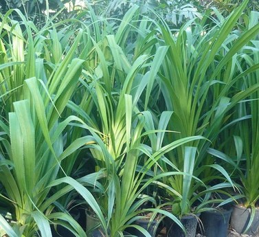 2 342256233565 kapebonavista ori.jpg