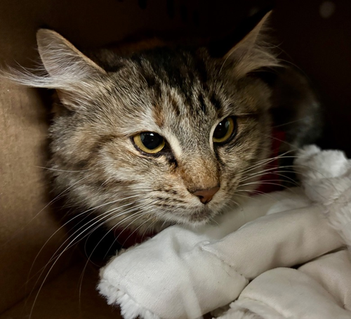 G mcmaCbYAAAoTg?format=png.png