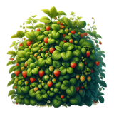 Strawberrylicious strawberrybush2