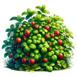 Strawberrylicious strawberrybush