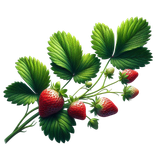 Strawberrylicious strawberrysprig2
